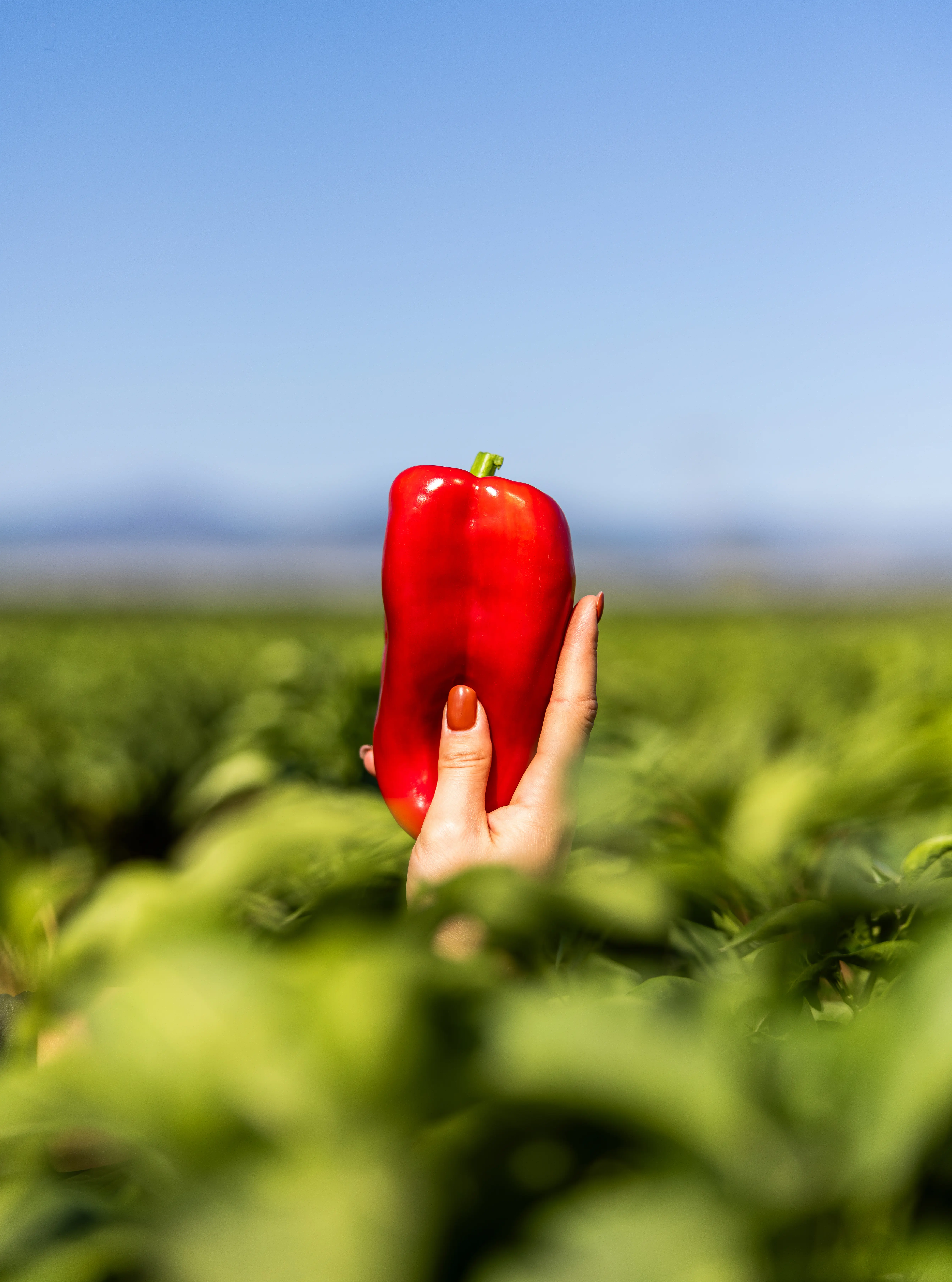 Mano femenina sosteniendo pimiento fresco, futuro Pimiento Asado de El Bierzo de La Bercianita