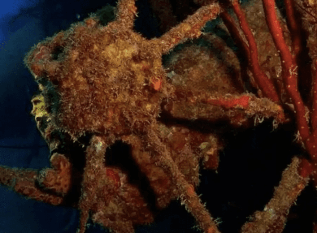 Hilma Hooker Bonaire Underwater picture