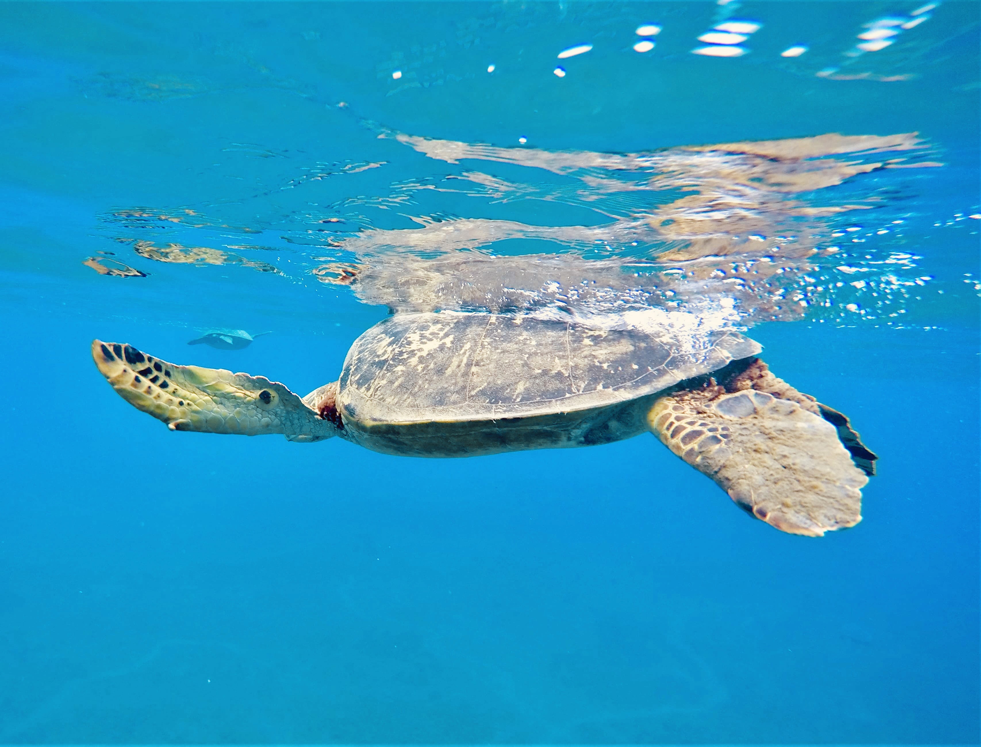 Scuba Diving