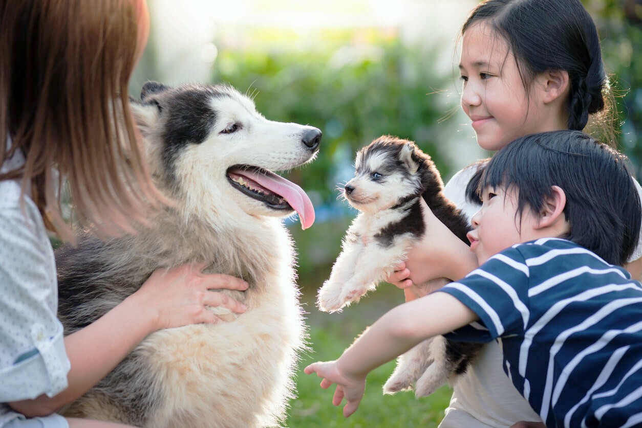 happy family with puppy and dog