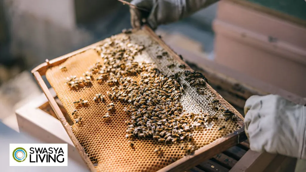 Best Methods of Beekeeping