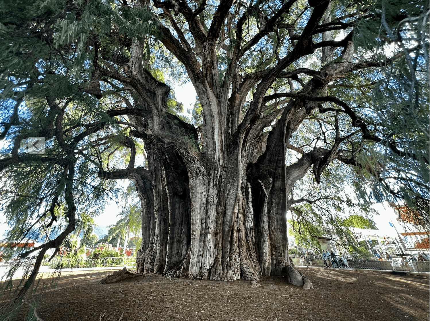 Árbol del Tule in Mexico