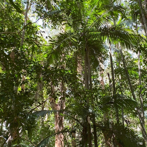 캣타나 습지의 잔여 깃털 팜 숲