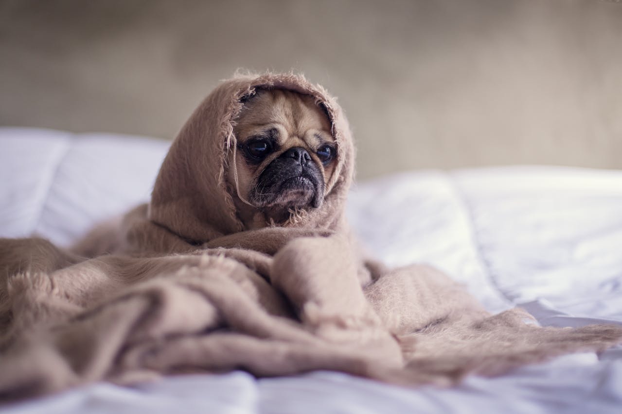 Pug wrapped in a blanket on a bed