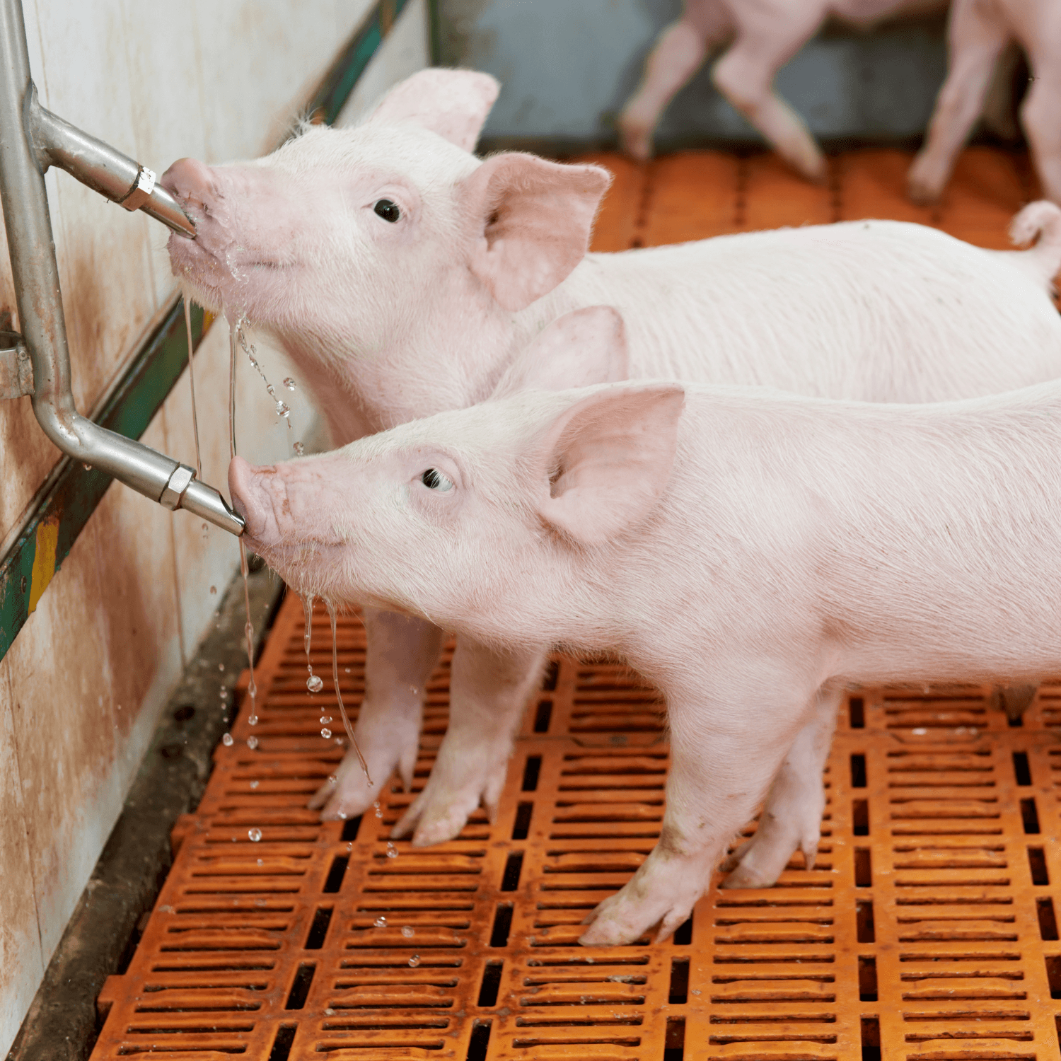 piglets