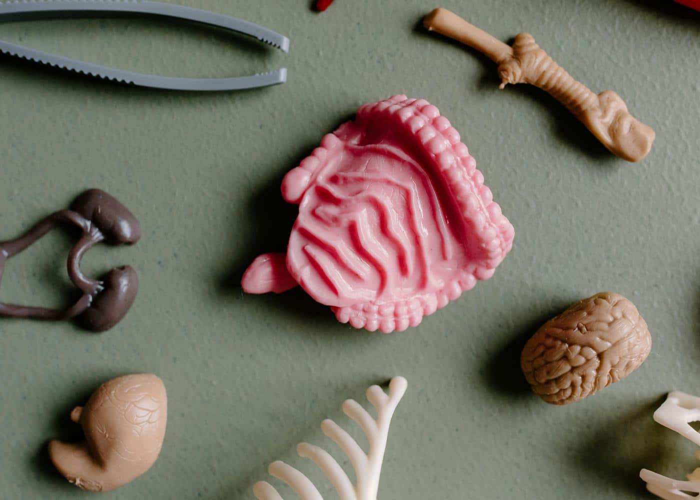 The importance of gut health - Medical model of the intestines