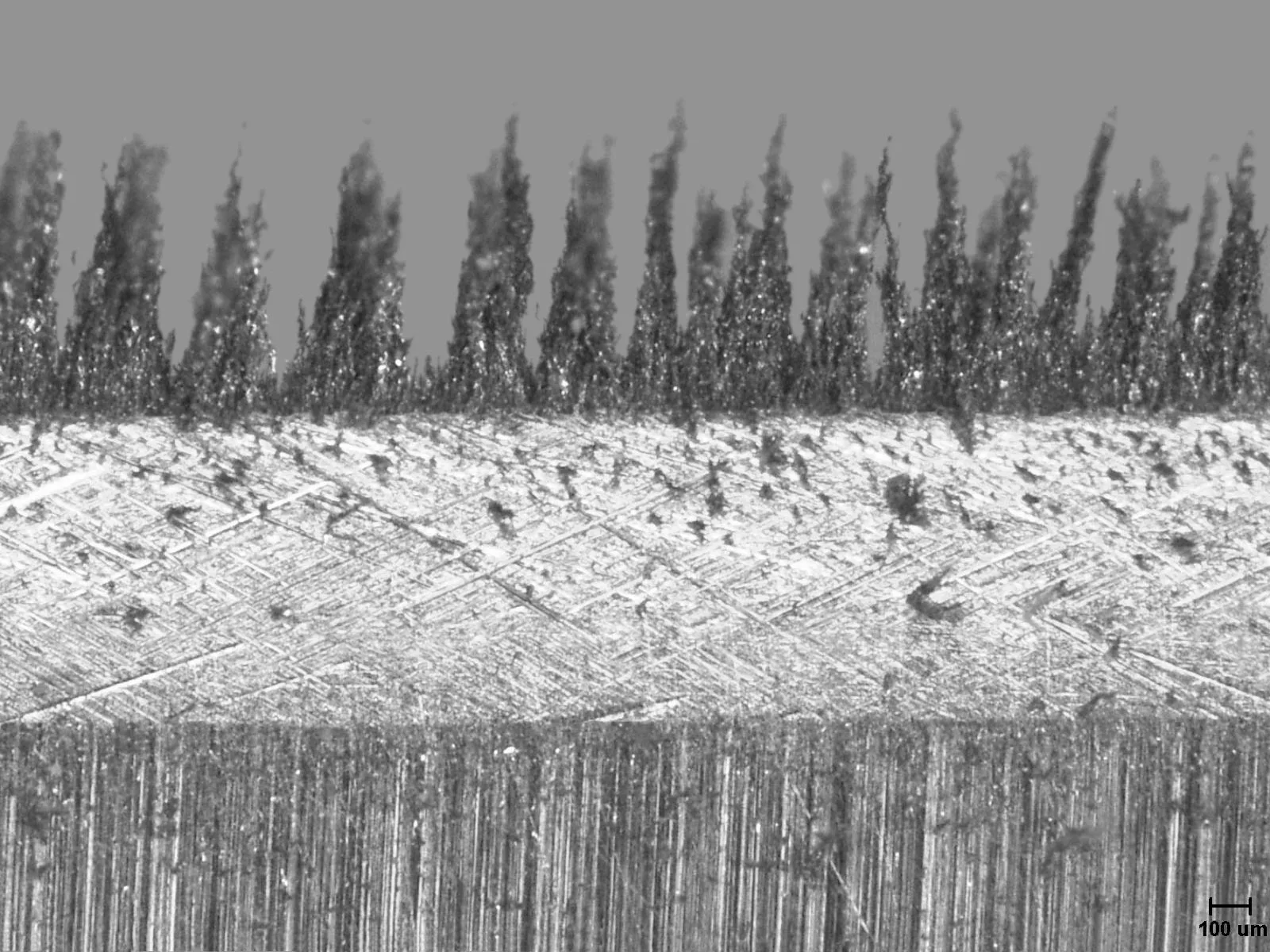 Microscopic view of a knife edge after sharpening with a diamond disc, showing visible grinding dust and a slight burr before leather stropping.