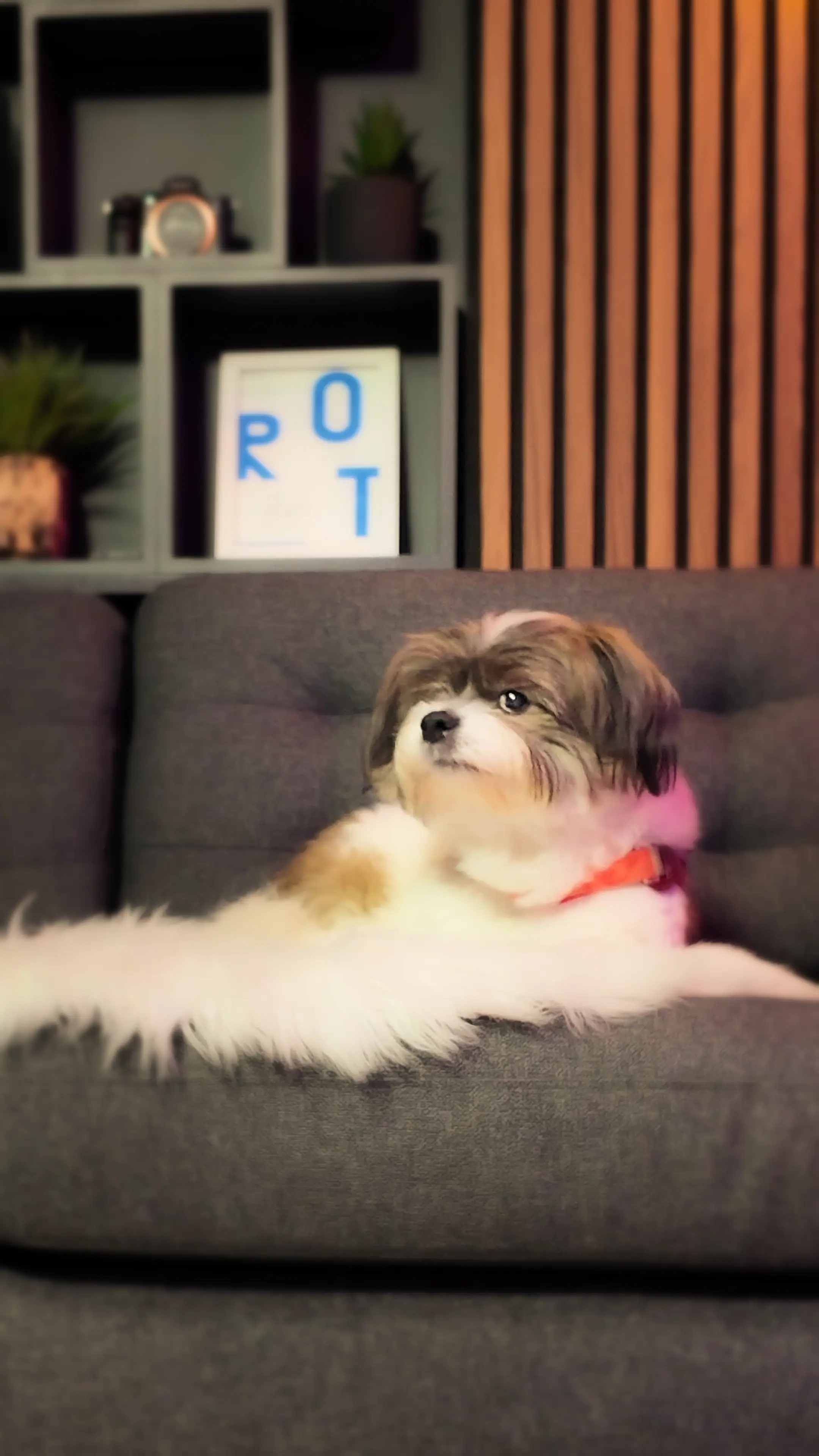 A small, fluffy dog with white and brown fur sits comfortably on a dark gray sofa, surrounded by a modern living room with a stylish wooden accent wall and decorative shelving.
