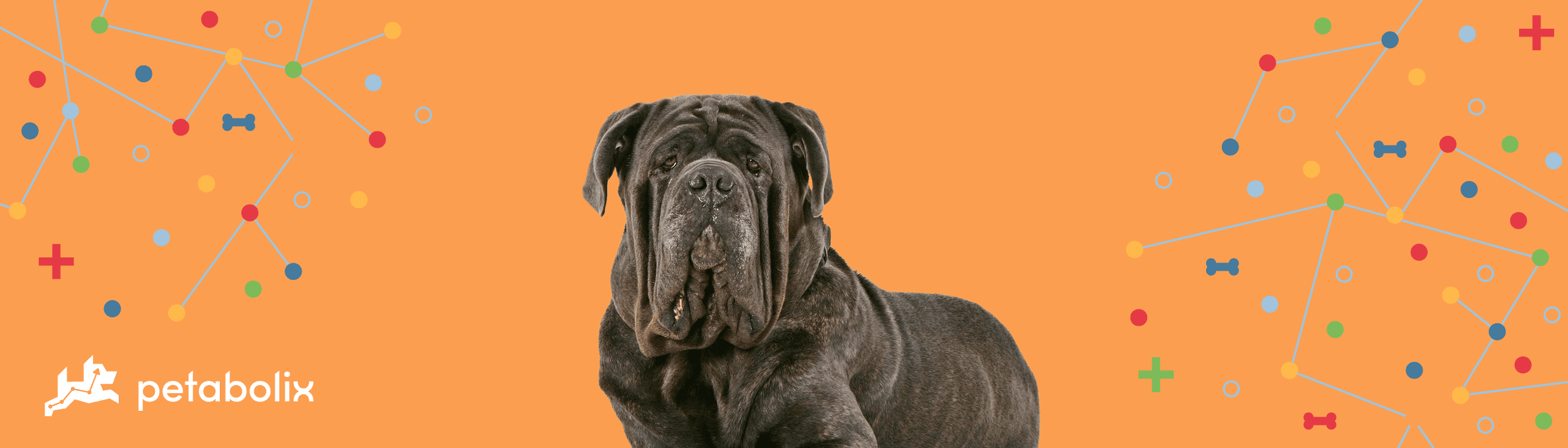 Neapolitan Mastiff image