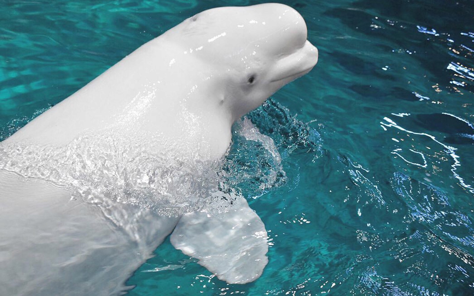 Beluga whale swimming at Port of Nagoya Public Aquarium.