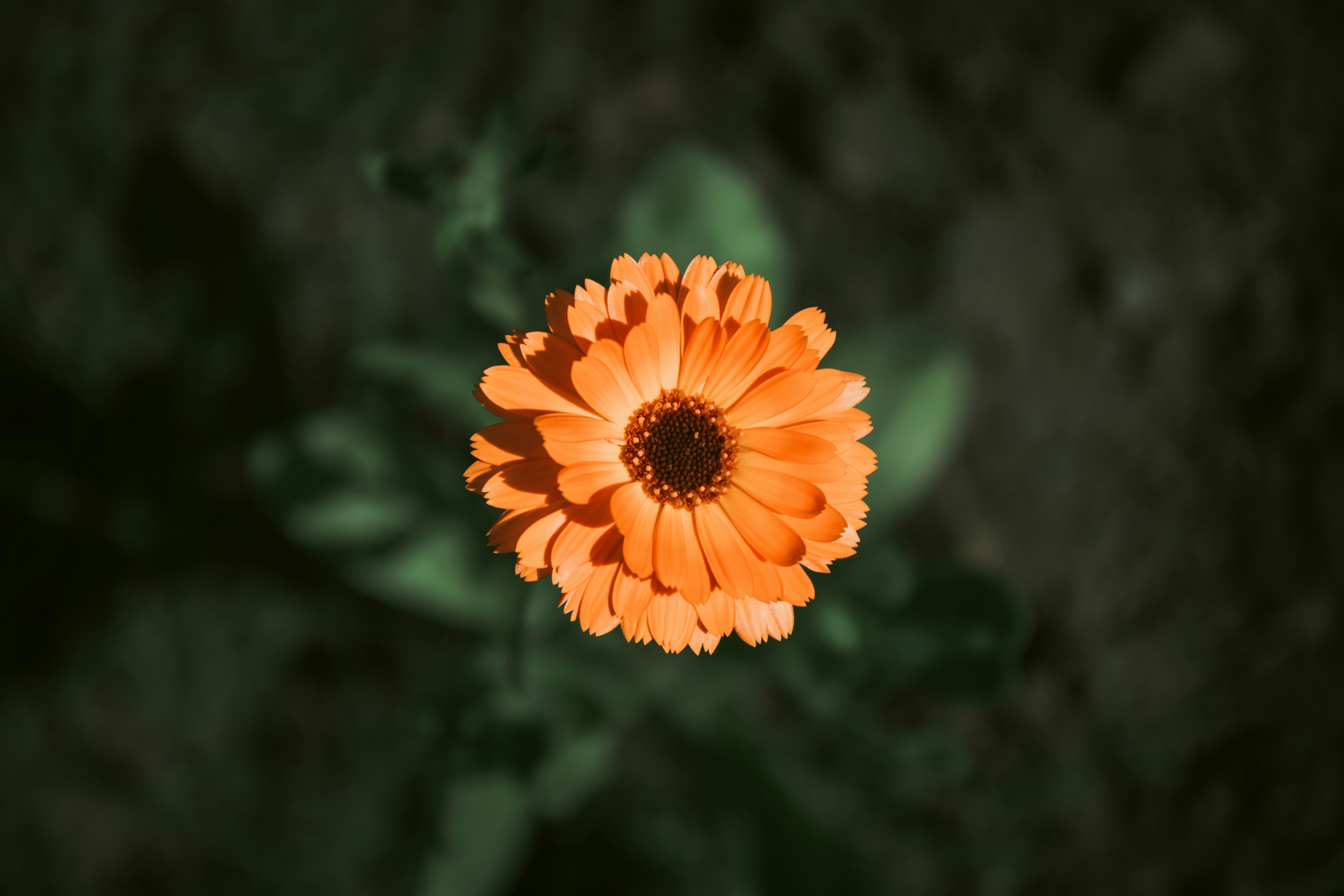 an orange flower with green leaves in the background