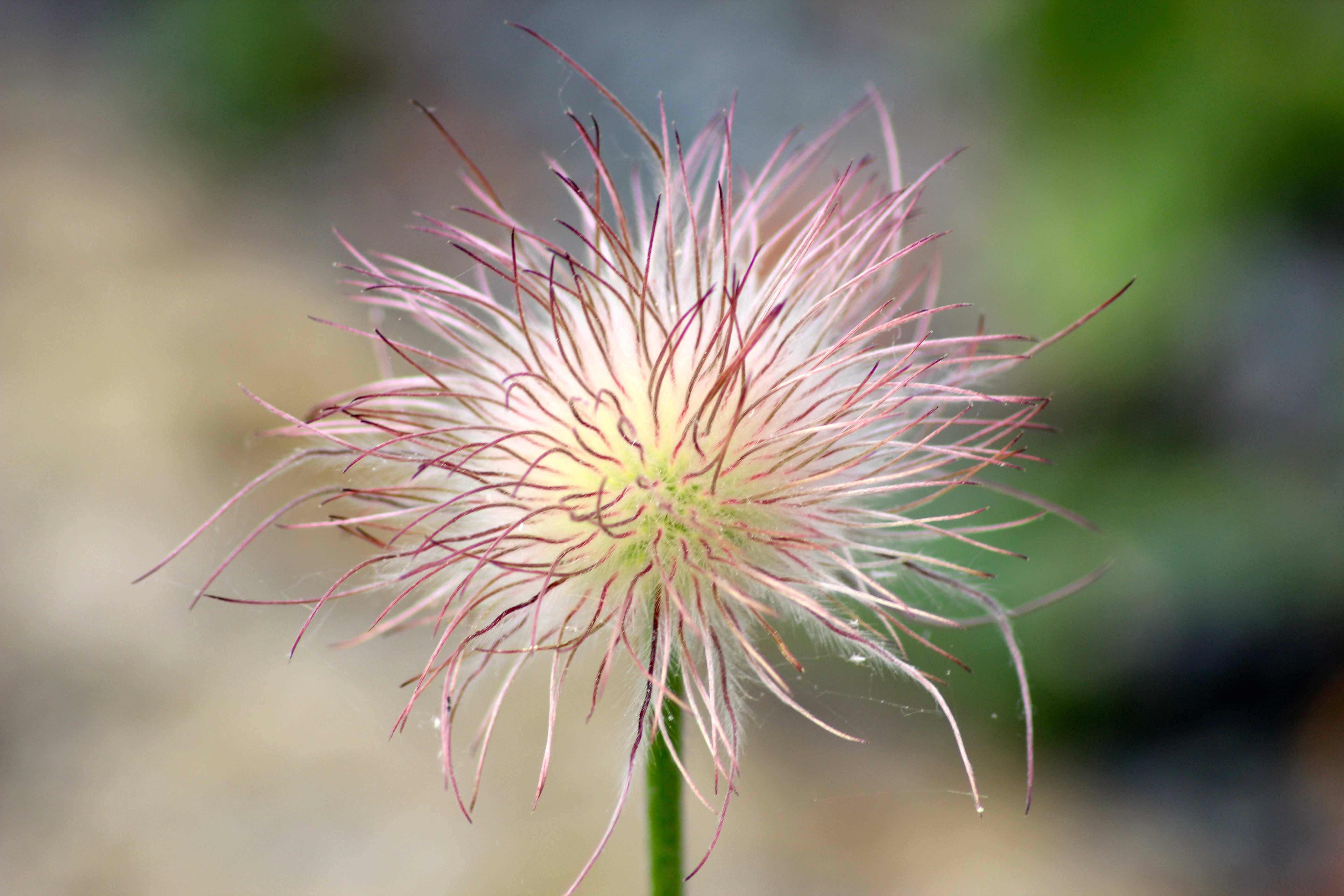 blue sky and white clouds over the sea