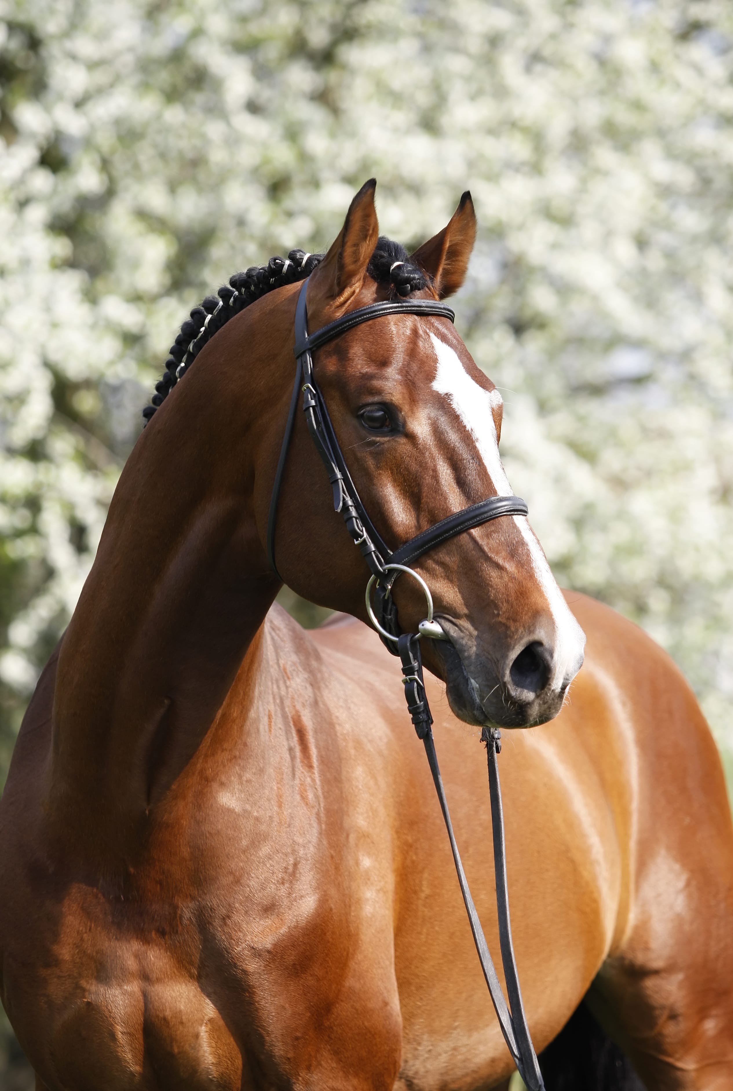 person in black jacket riding brown horse during daytime