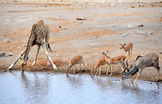 Unearthing the Treasures of Etosha: History, Highlights, and Attractions