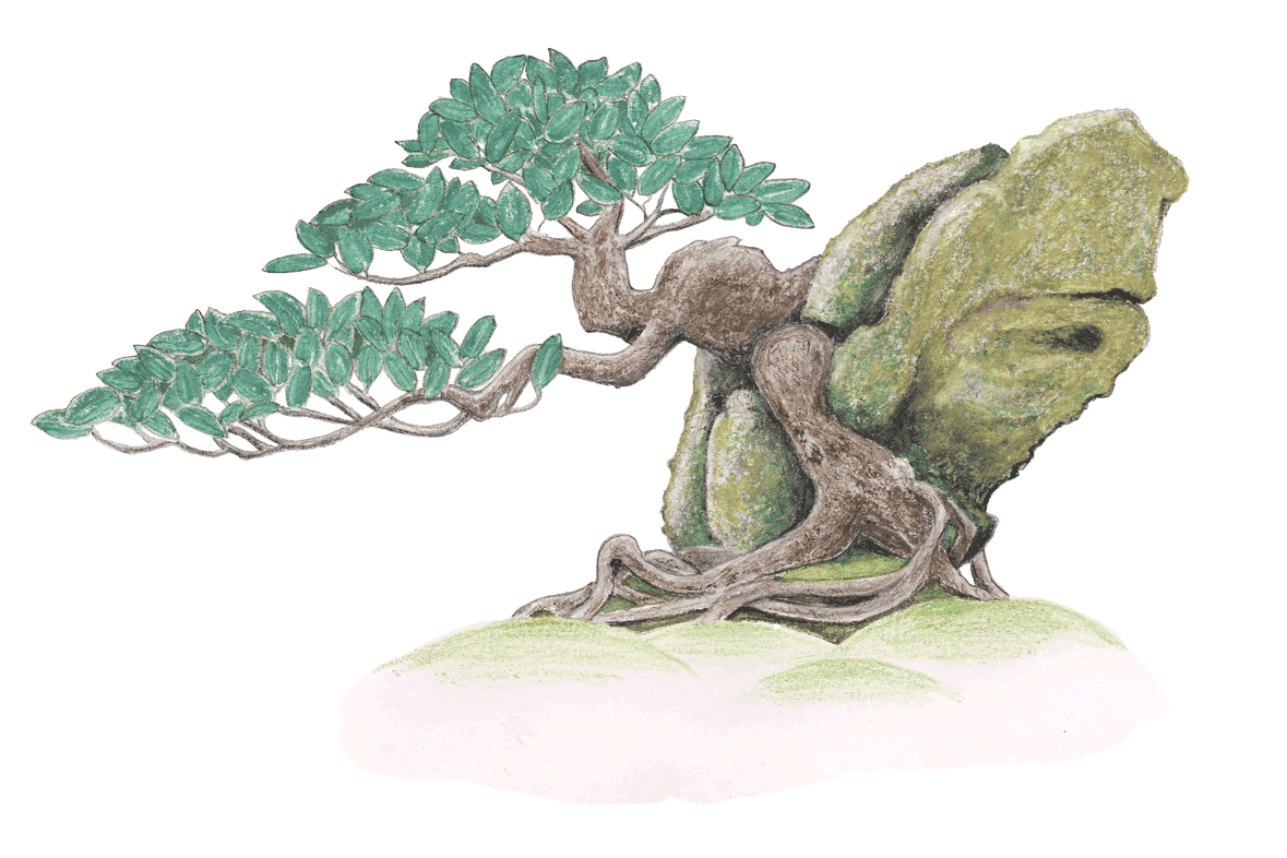 tekening van een bonsai boom