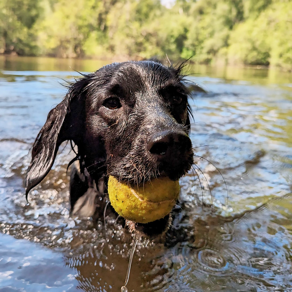 Happy dog