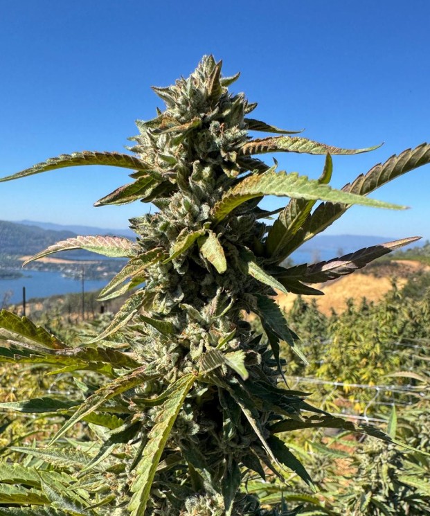 Mochi ECCO Certified Exotic Cannabis Flower Noble Pacific