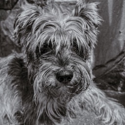 Junebug