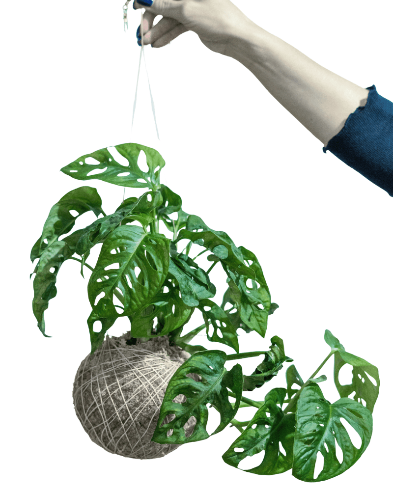 Hanging green monstera plant in a textured pot.