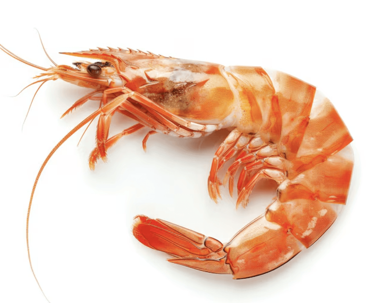 Fresh shrimp