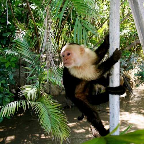 ลิงคาปูชินเกาะเสาอยู่ท่ามกลางพืชสีเขียวชอุ่มและพืชเขตร้อน