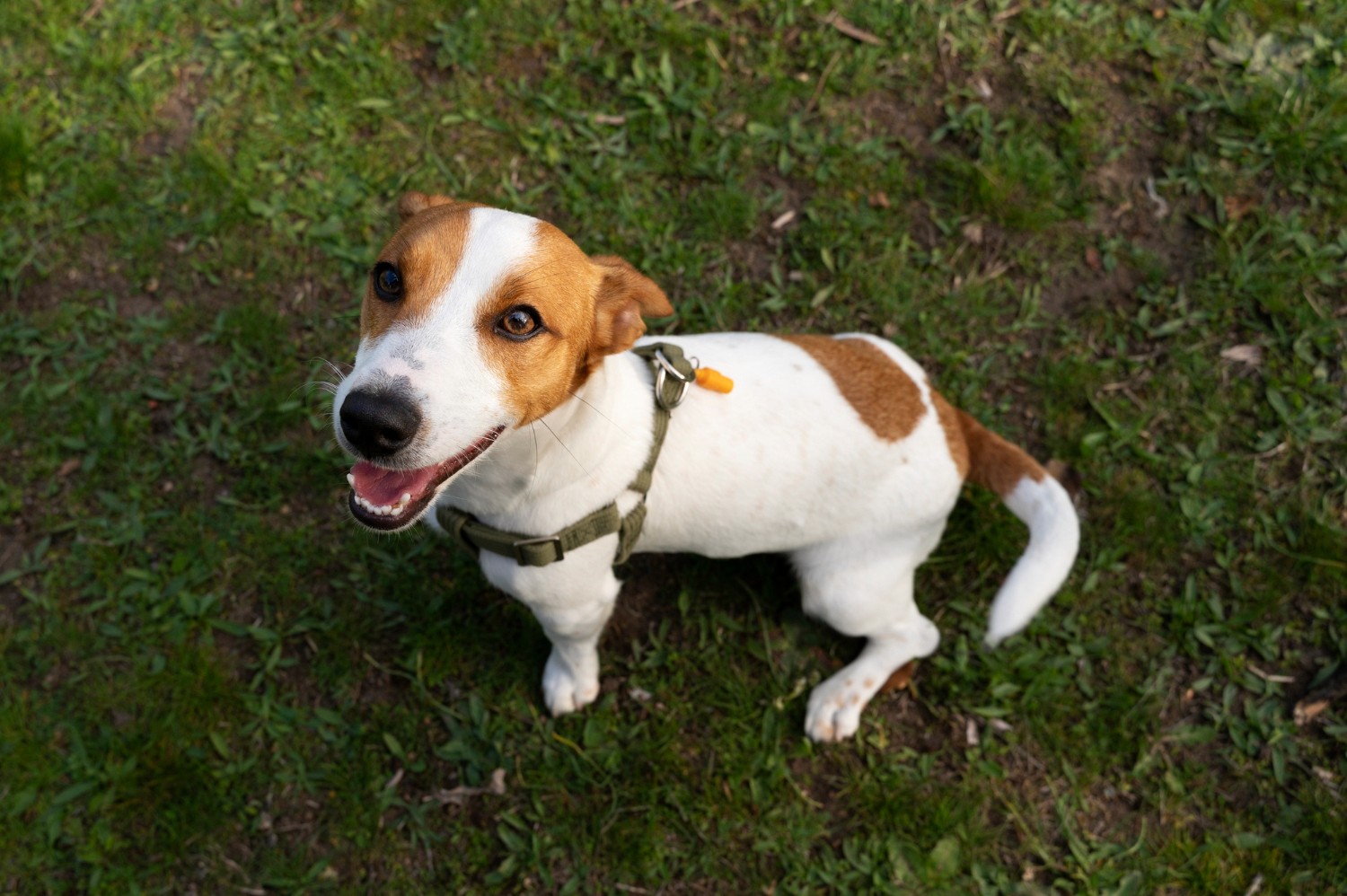 Smiling white and brown dog standing on grass with its dog tail slightly curved and wagging.