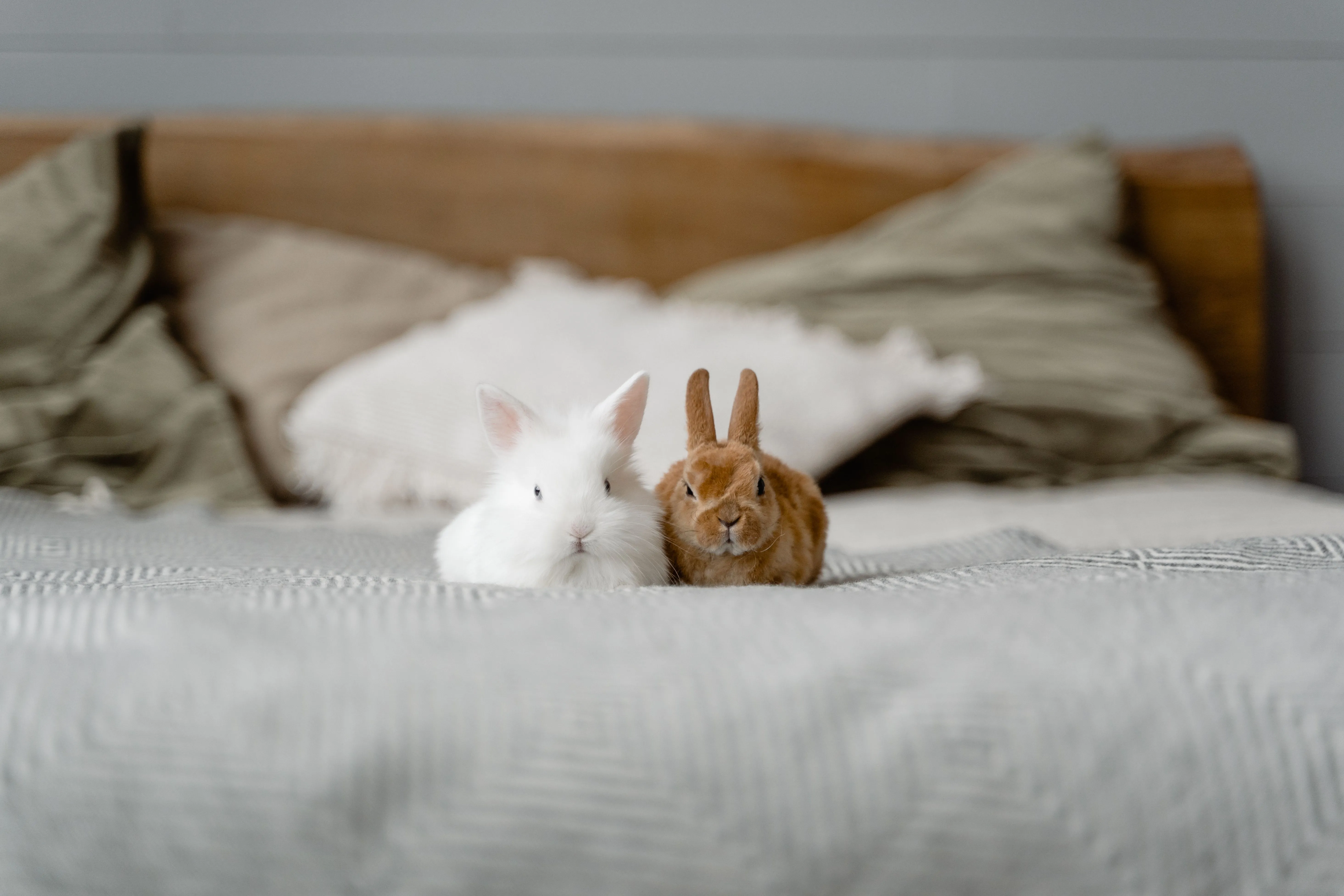 a white rabbit and a brown rabbit on a bed