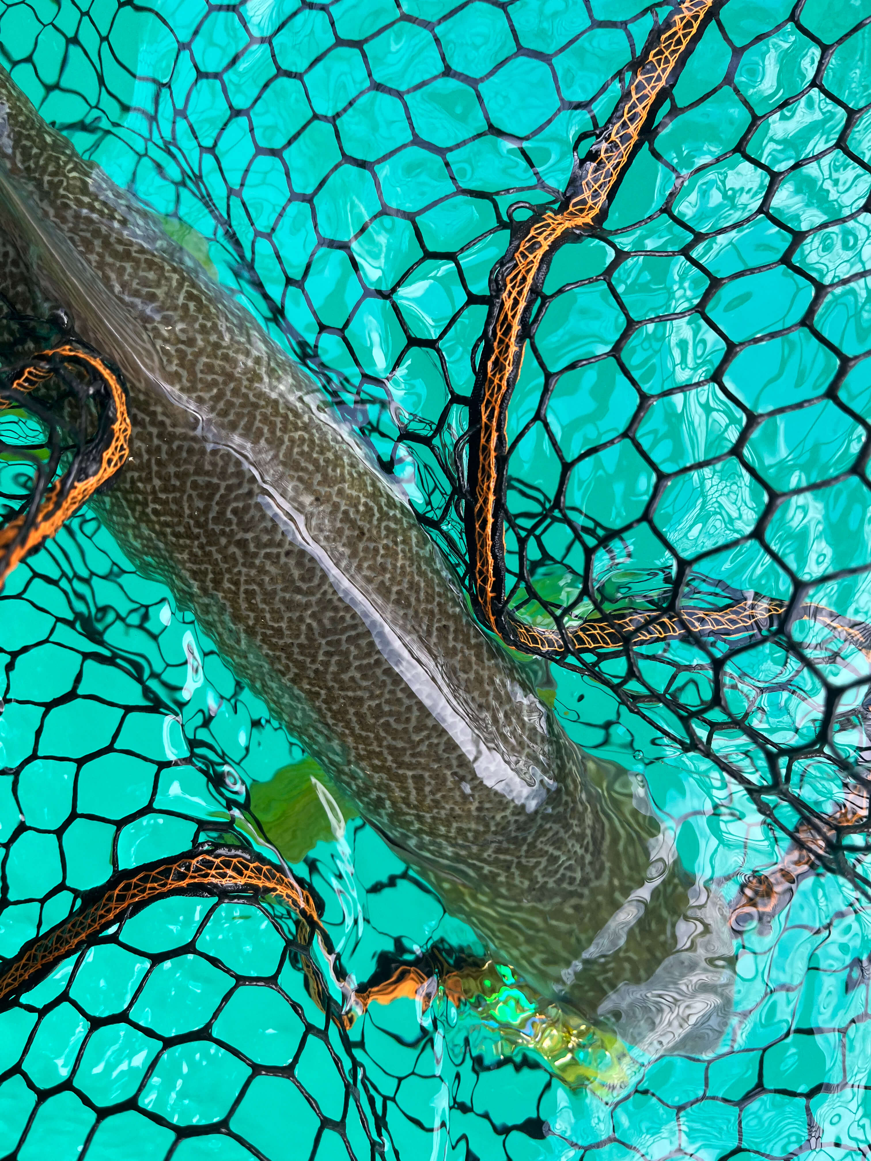 Slovenia marble trout lake surrounded by alpine mountains, forest and turquoise Adriatic basin waters