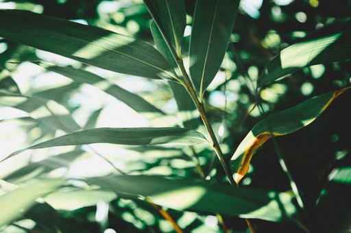 Detail image of green leaves in sunlight