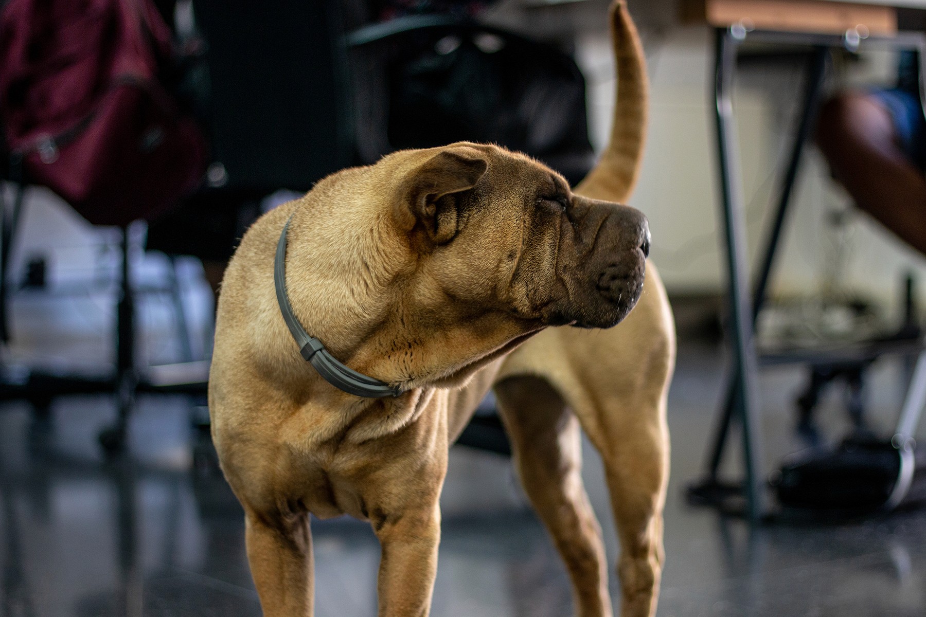 The best office dog we ever could have asked for; princess of all princesses