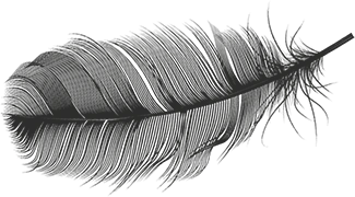 Grey feather