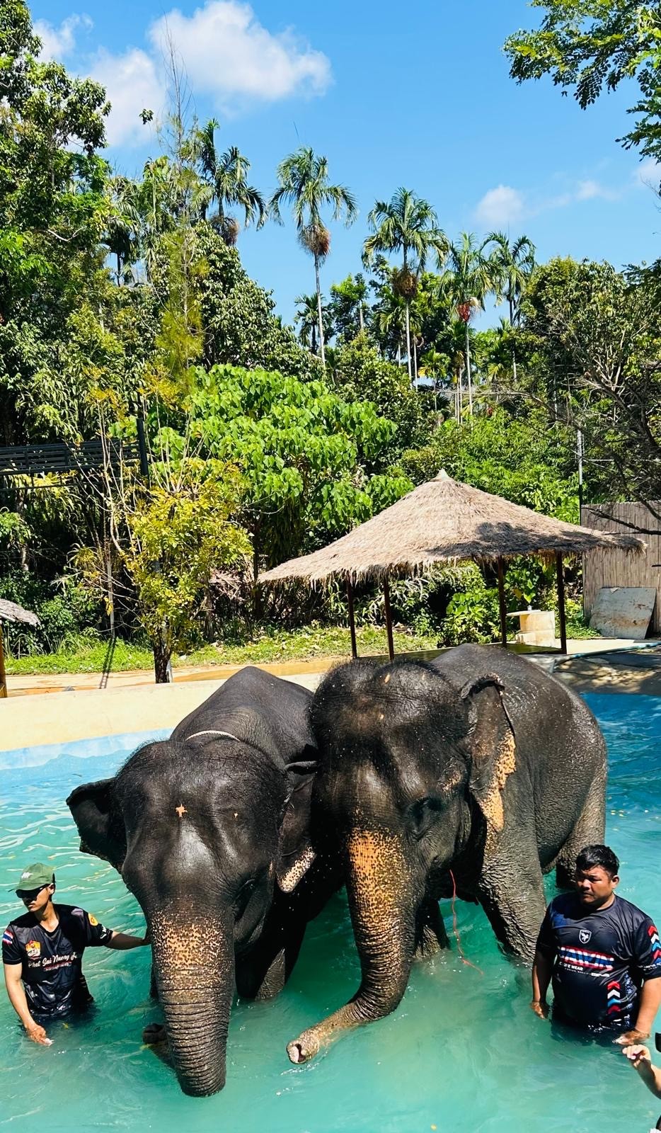 Muay Thai Camp Thailand - Elefanten waschen