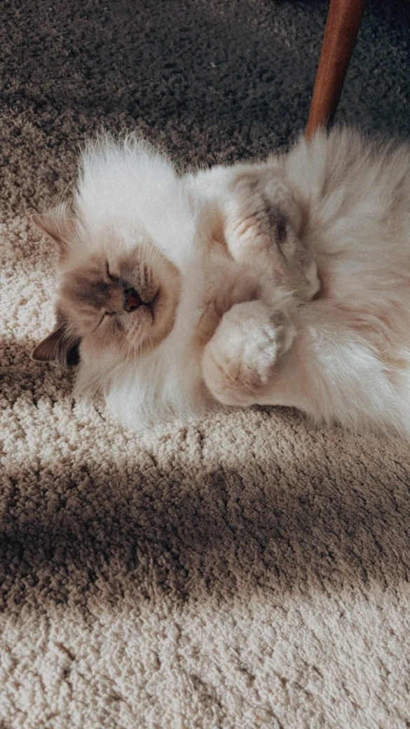 Fluffy cat resting on carpet, embracing warmth.
