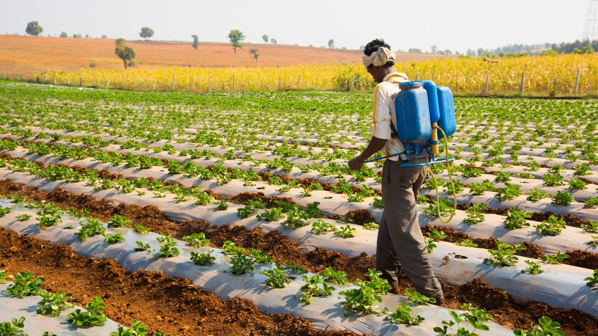 Seasonal Pest Monitoring Guide