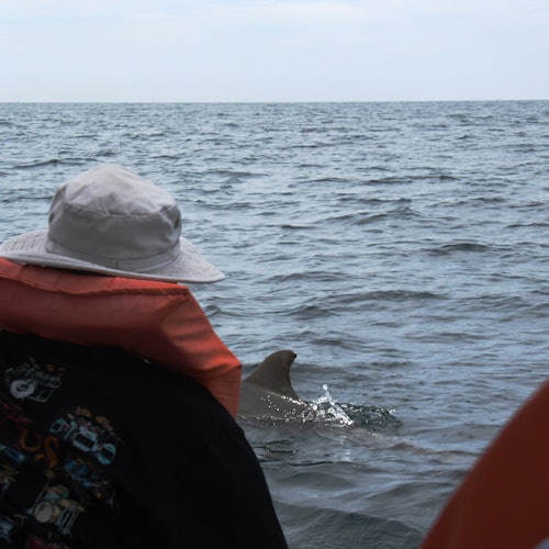 바다를 바라보는 모자와 구명조끼를 착용한 사람, 수면 근처에서 돌고래의 지느러미가 보입니다.
