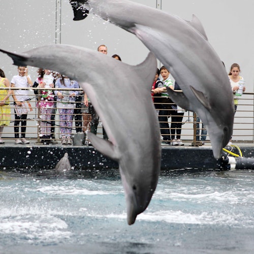 水族館の展示で2頭のイルカが水面から飛び出し、柵の向こう側から人々のグループがそれを見守っています。