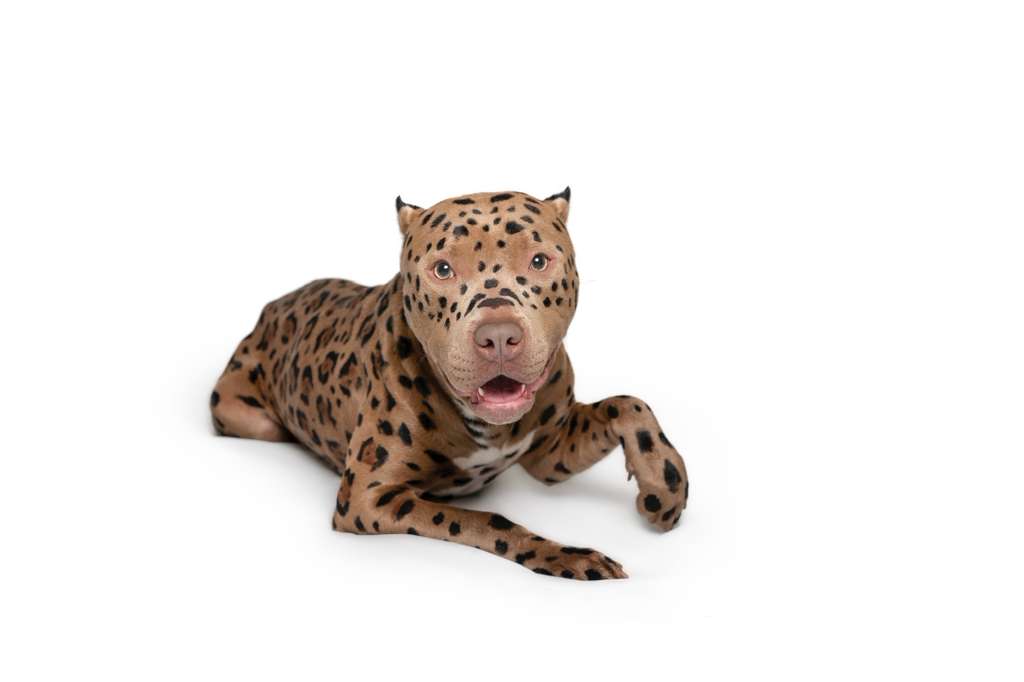 Dog creatively groomed with a realistic leopard print pattern, blending artistry and advanced grooming craftsmanship.