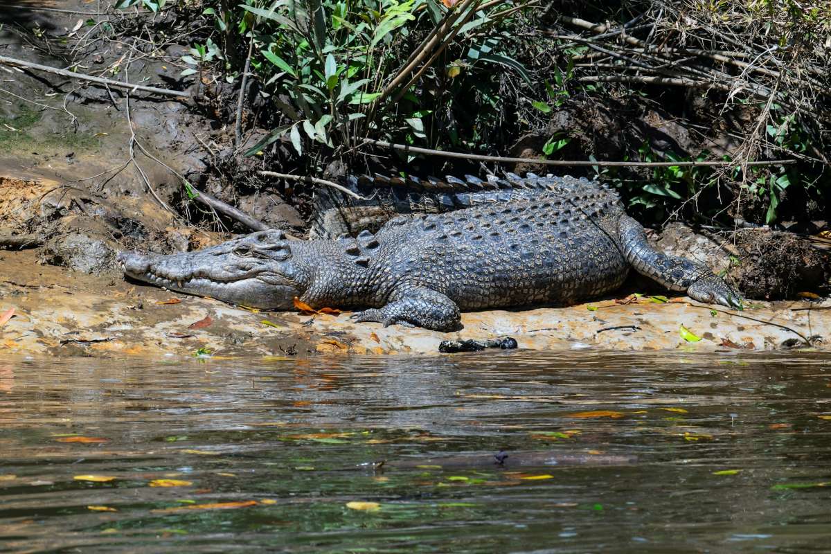crocodile, daintree river cruise
