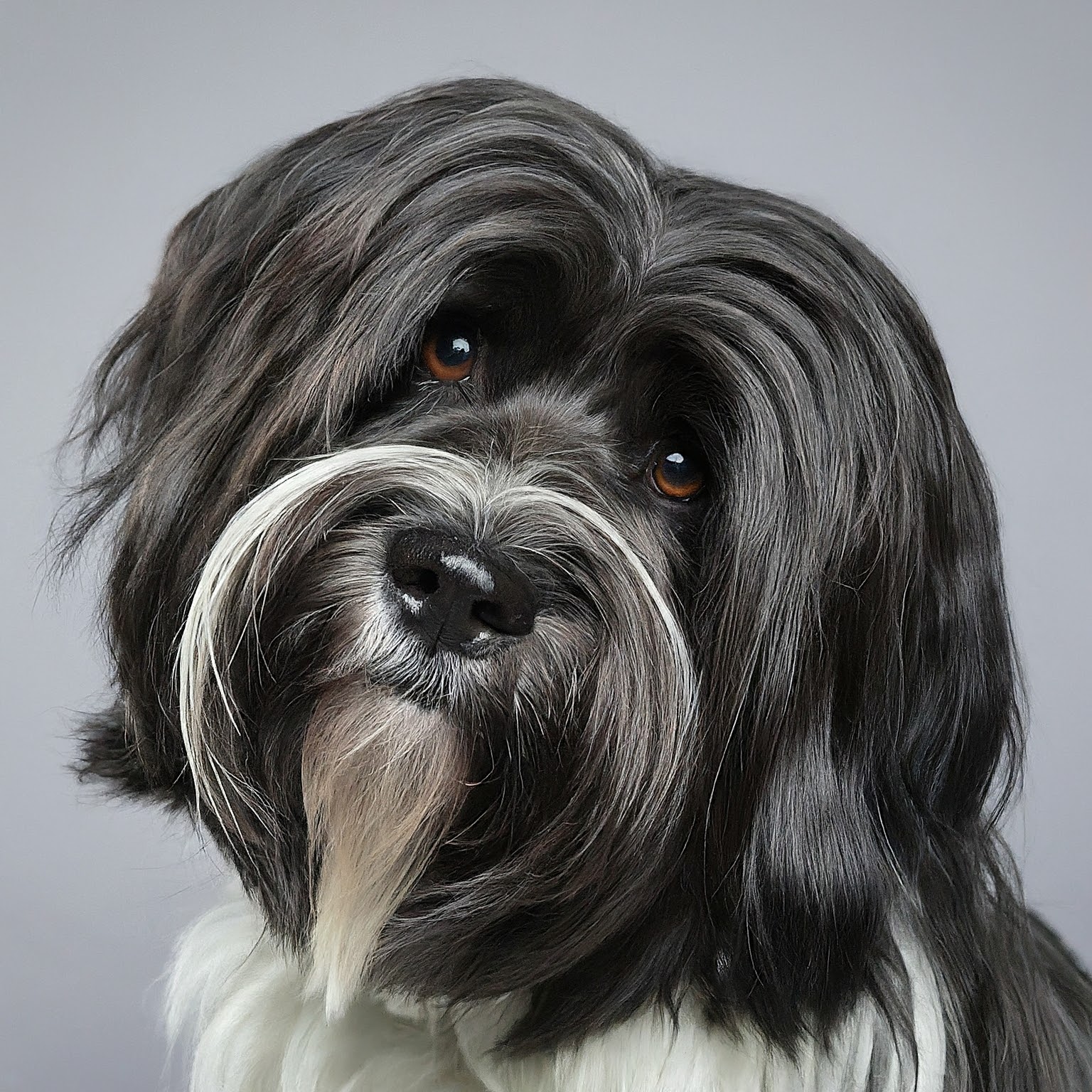 BUDDYUNO, Tibetan Terrier