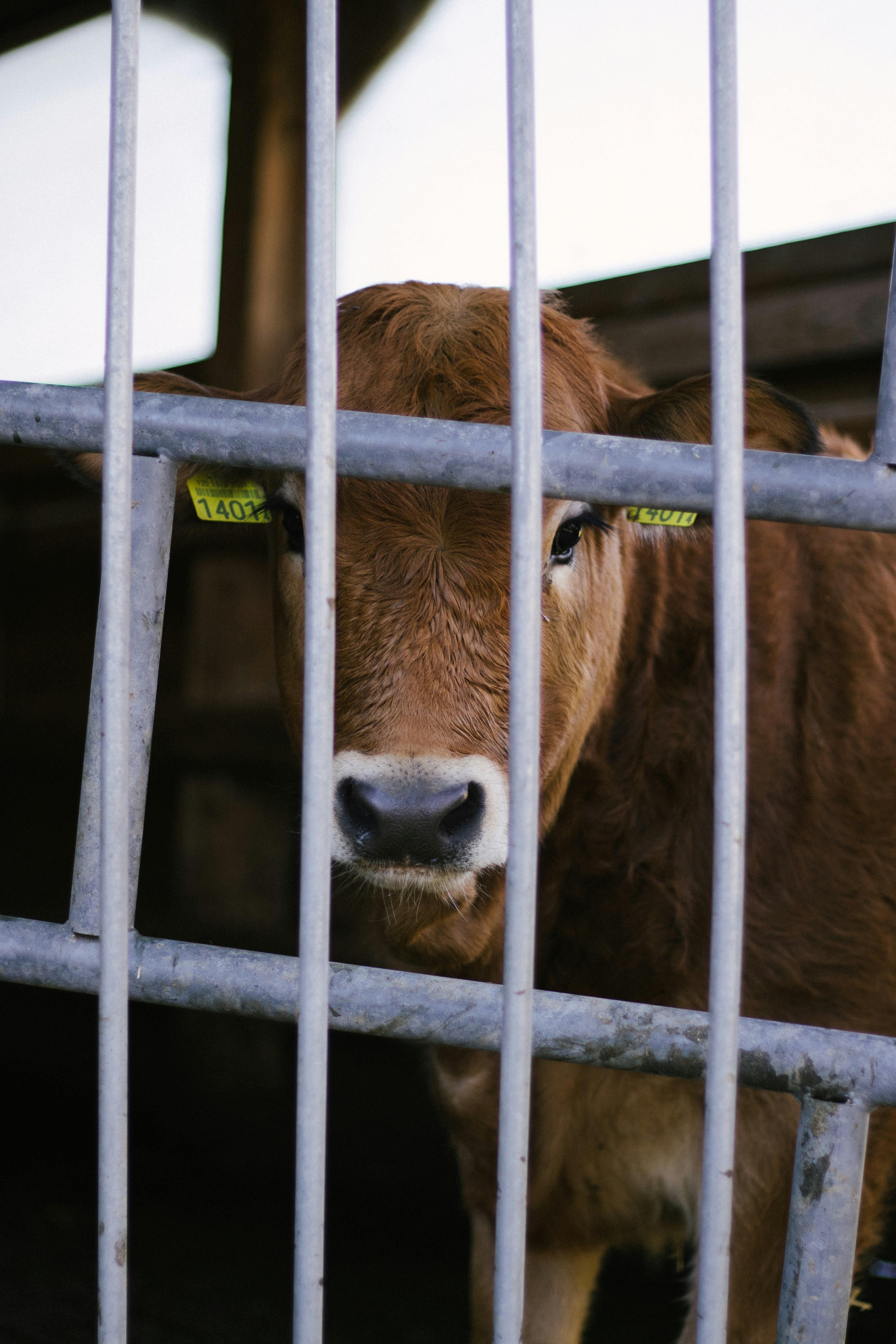A brown cow behind metal bars