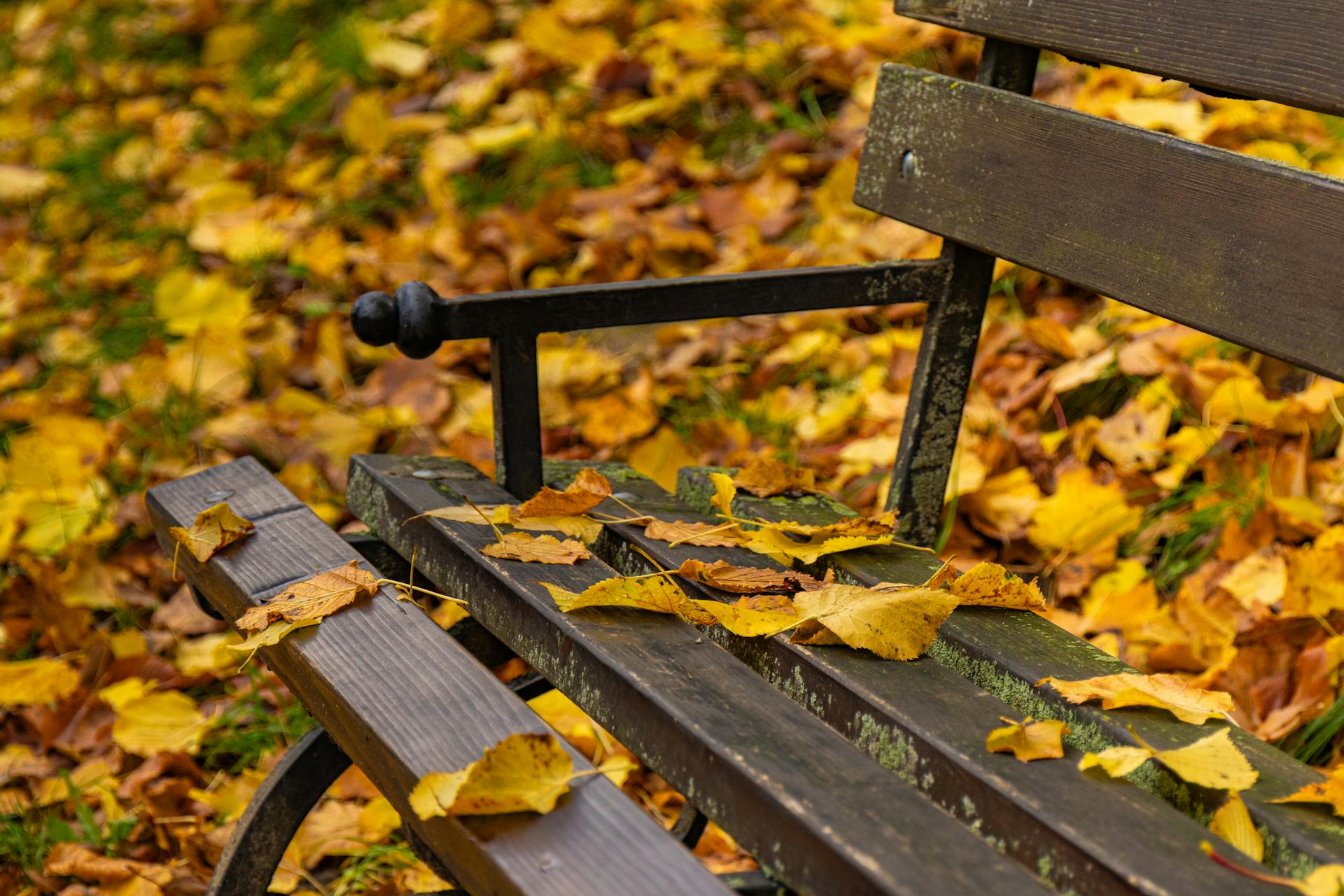 A wooden park bench covered in fallen yellow and brown autumn leaves, perfect for a peaceful moment of rest in nature.