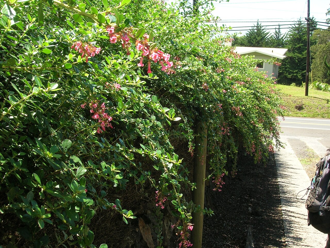 Escallonia rubra var. macrantha en haie, photographié sur l’île de Maui. Le gabarit d’une variété peut différer de celui de l’espèce. Escallonia rubra.