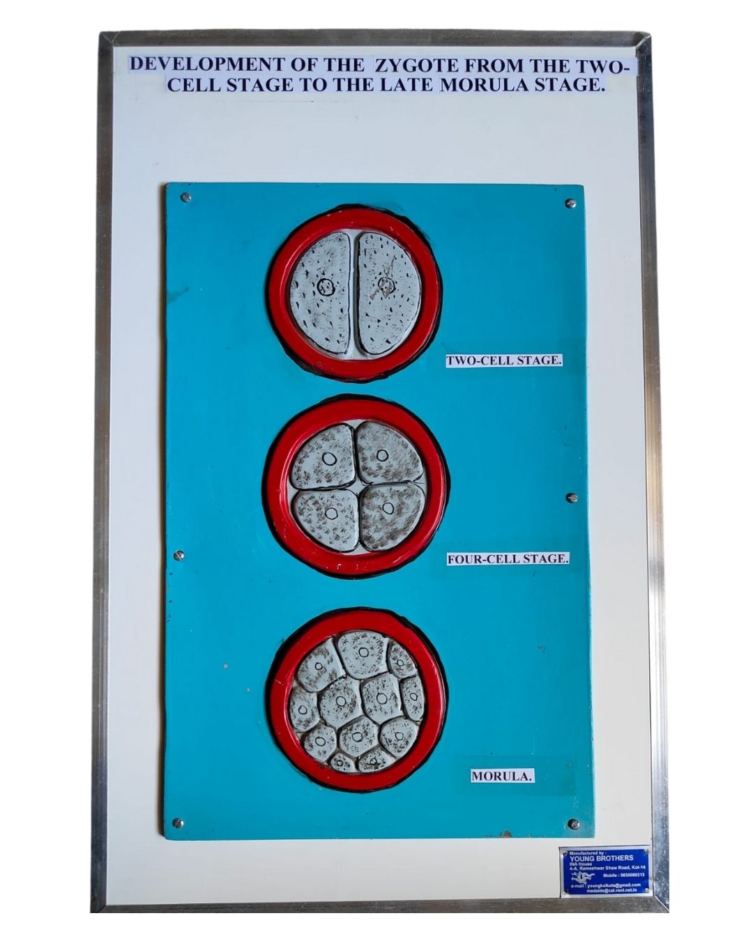 Development of the Zygote from Two-Cell Stage to Late Morula Stage