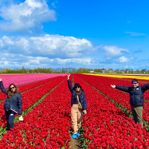 漫步郁金香花田