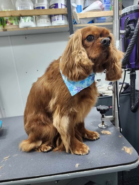 Small Dogs Grooming Gallery Of Photos - Wags To Riches Dog Grooming