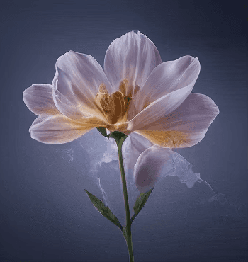 Botanical blends: pale flower on a stem