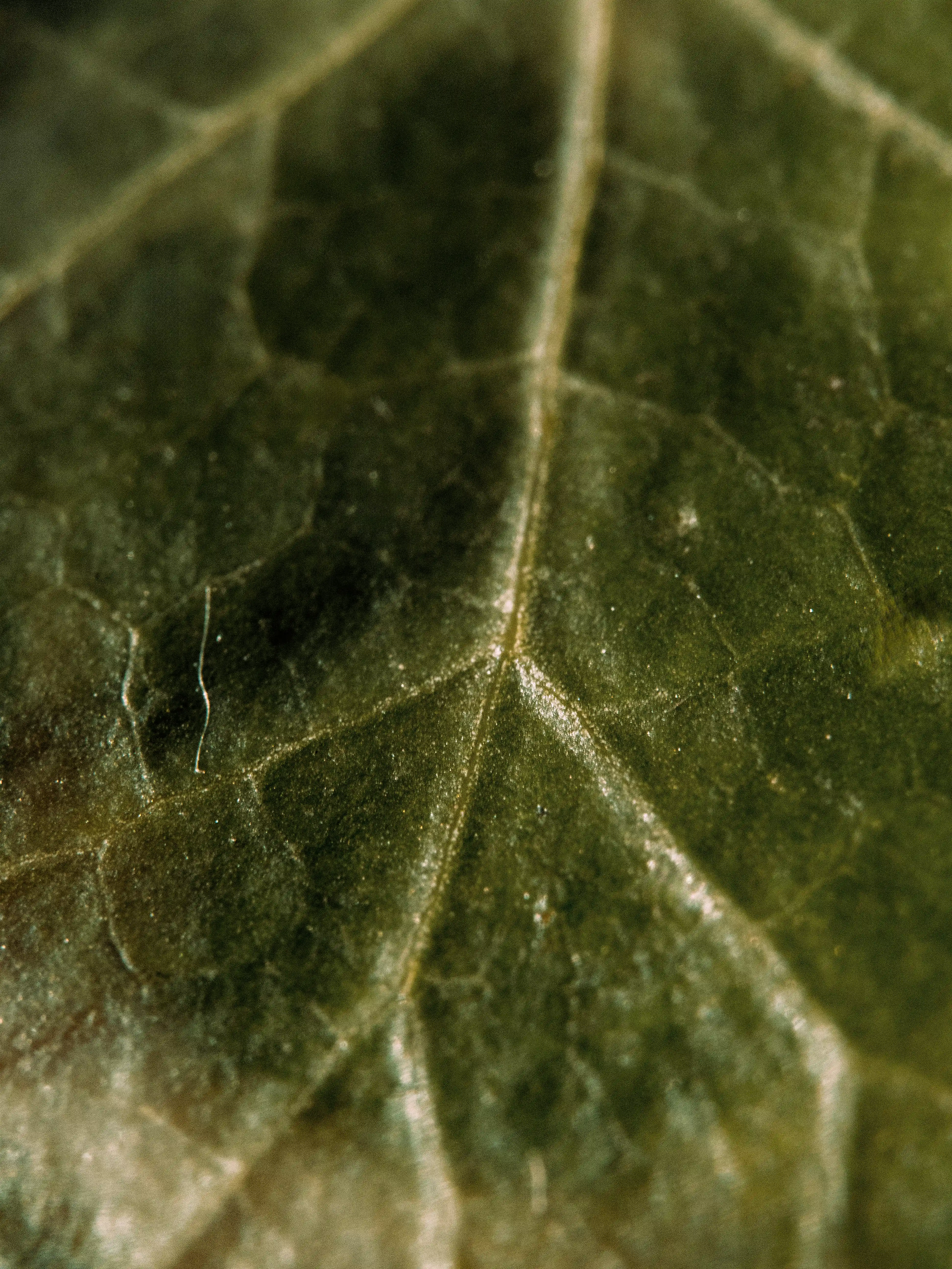 A super close-up of a leaf