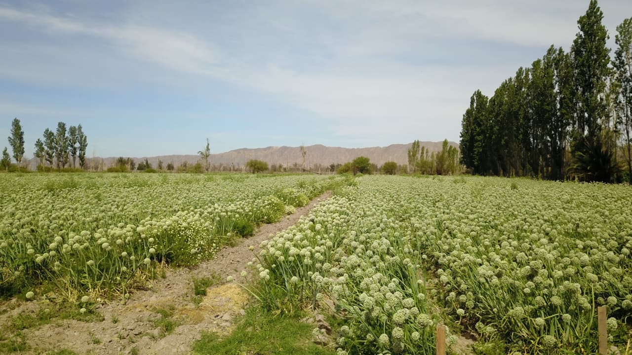 venta de 6 hectareas en zonda, san juan argentina
