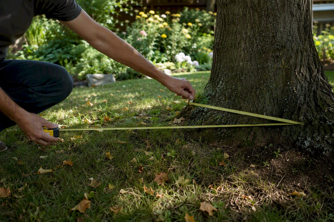 Measuring tree root zone radius outdoors