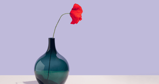 A minimalist still-life photo featuring a single bright red poppy flower in a dark teal glass vase. The vase sits on a clean white surface against a soft lilac background, with a soft palm leaf shadow casting across the bottom left corner.